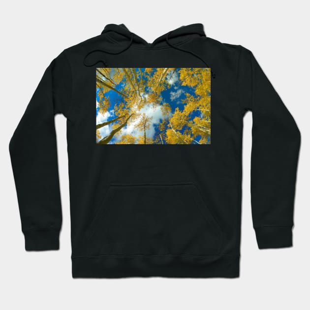 Looking Up At Blue Sky Through A Canopy Of Fall Colored Aspen Trees Hoodie by RhysDawson